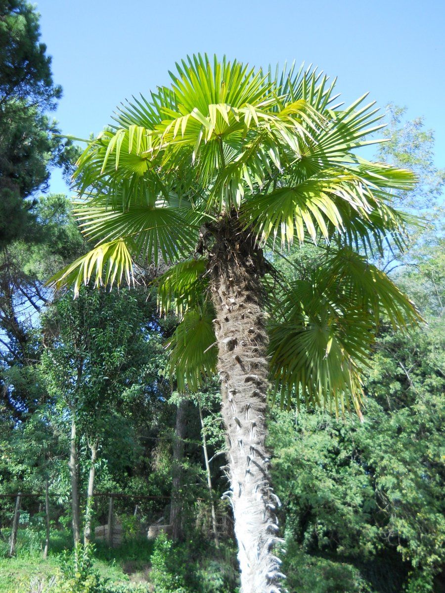 palma