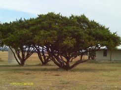 Stump Removal — Three Large Trees in Lampasas, TX