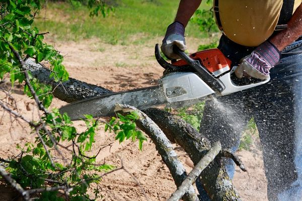 Take Down Tree — Man Wearing Yellow Shirt Cutting Tree Branch in Lampasas, TX Take Down Tree — Man Wearing Yellow Shirt Cutting Tree Branch in Lampasas, TX