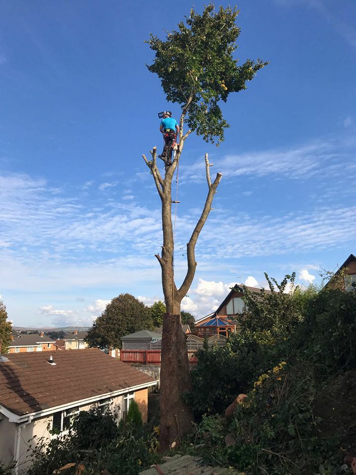 Conifer trimming