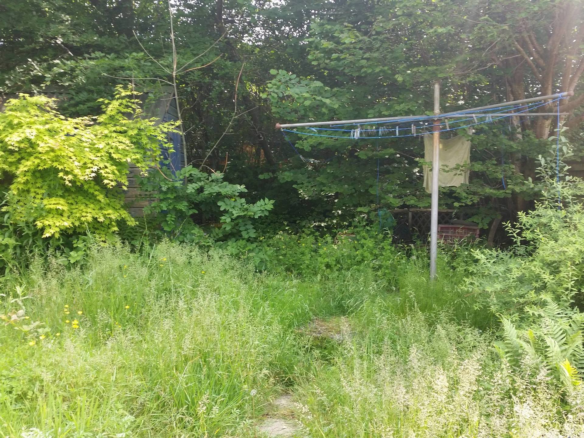 hedge trimming
