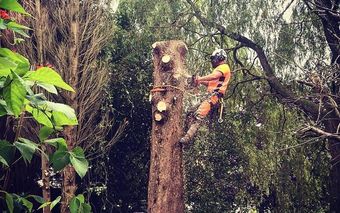 Tree work