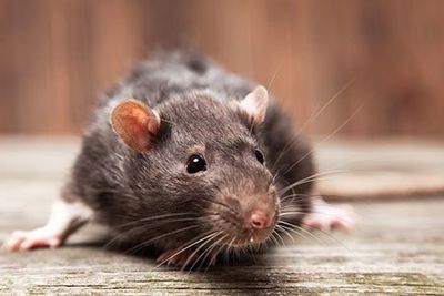 Rat — Enid, OK — Johndrow's Pest Control Inc Rat — Enid, OK — Johndrow's Pest Control Inc