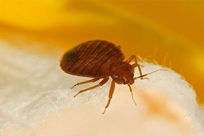 Bed Bug — Enid, OK — Johndrow's Pest Control Inc Bed Bug — Enid, OK — Johndrow's Pest Control Inc