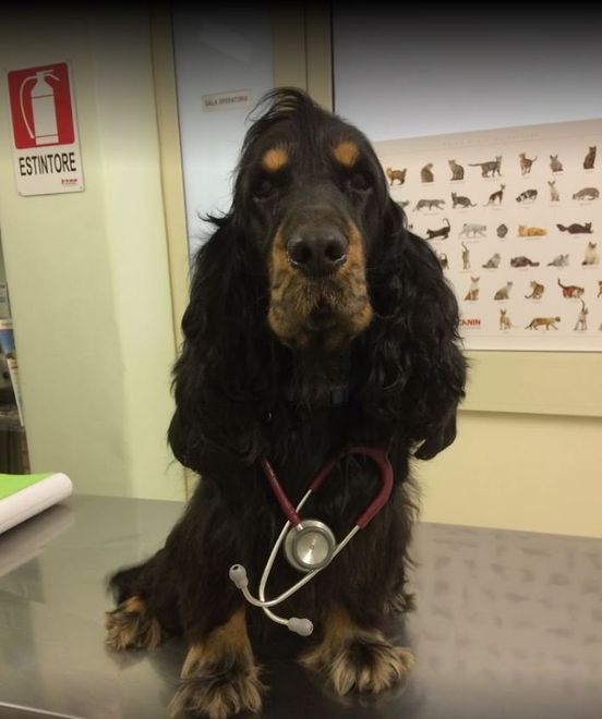 cane nero seduto