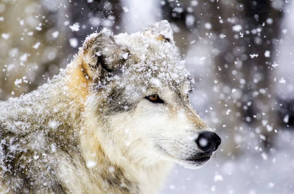 Gray wolf in the snow head profile