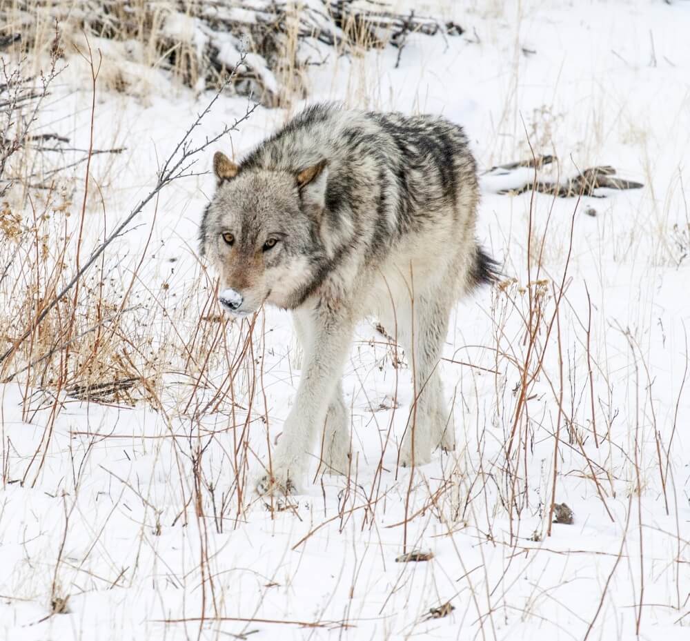 gray wolf on the prowl