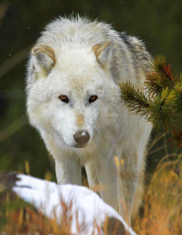 white wolf emerging from the forest