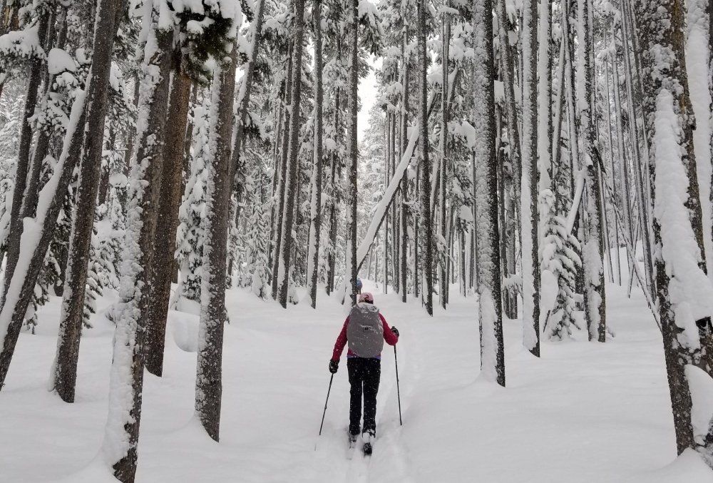 cross country skier skiing through a stand of lodgepole pine  in Yellowstone during winter