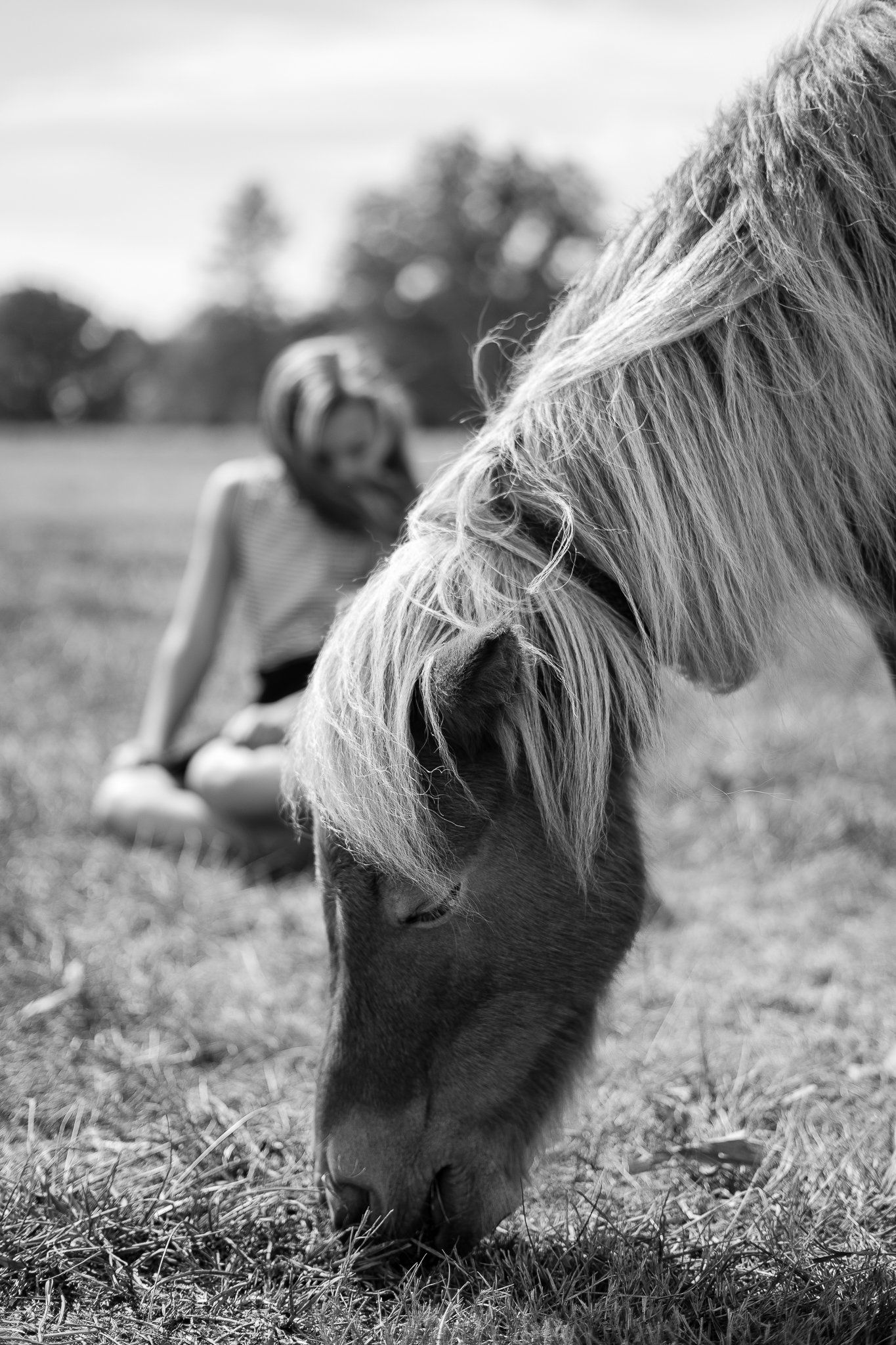 Pony grazing in grass with blurred person seated in background. Black and white.