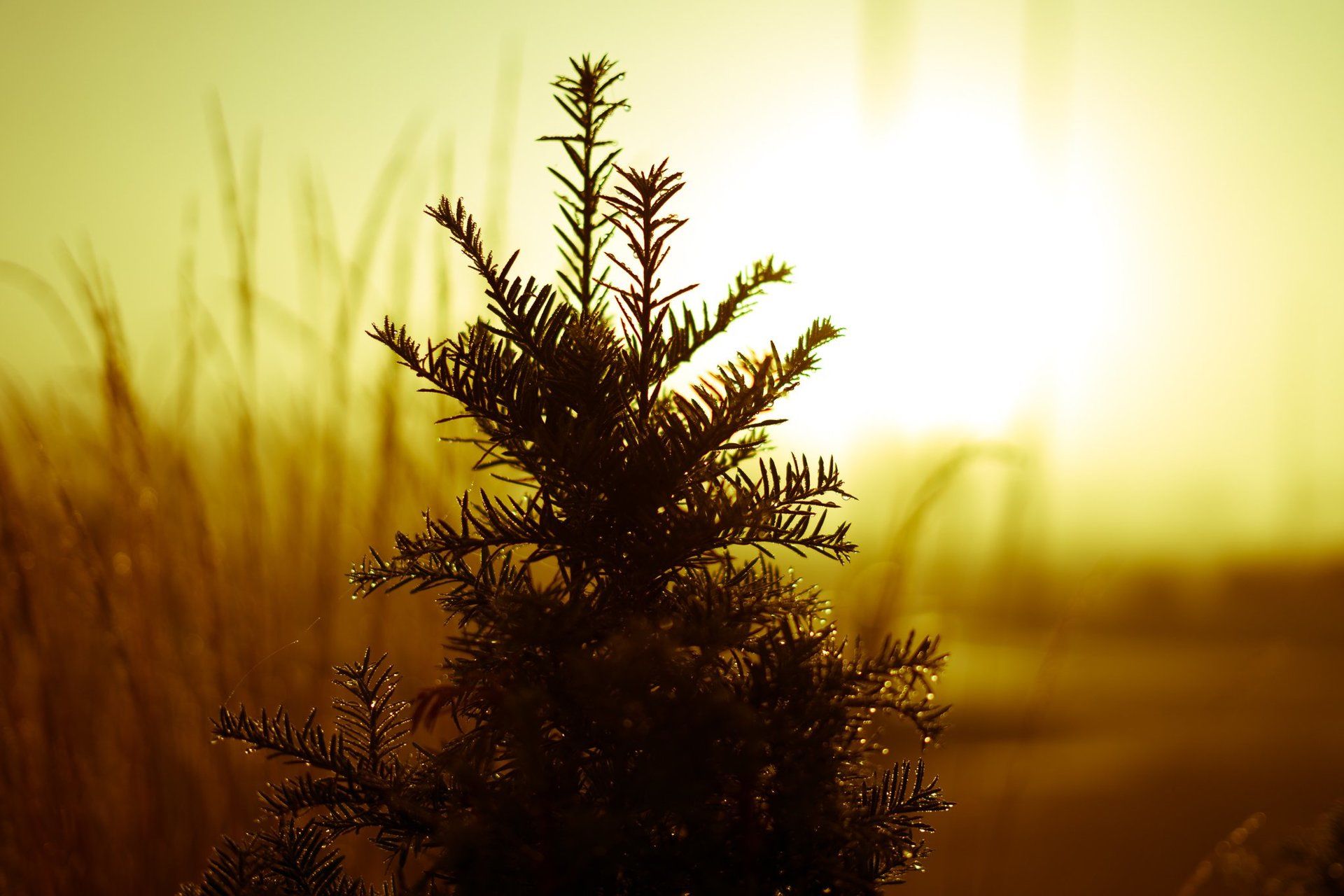 Silhouette of a small evergreen tree against a bright, hazy, golden-yellow sun.