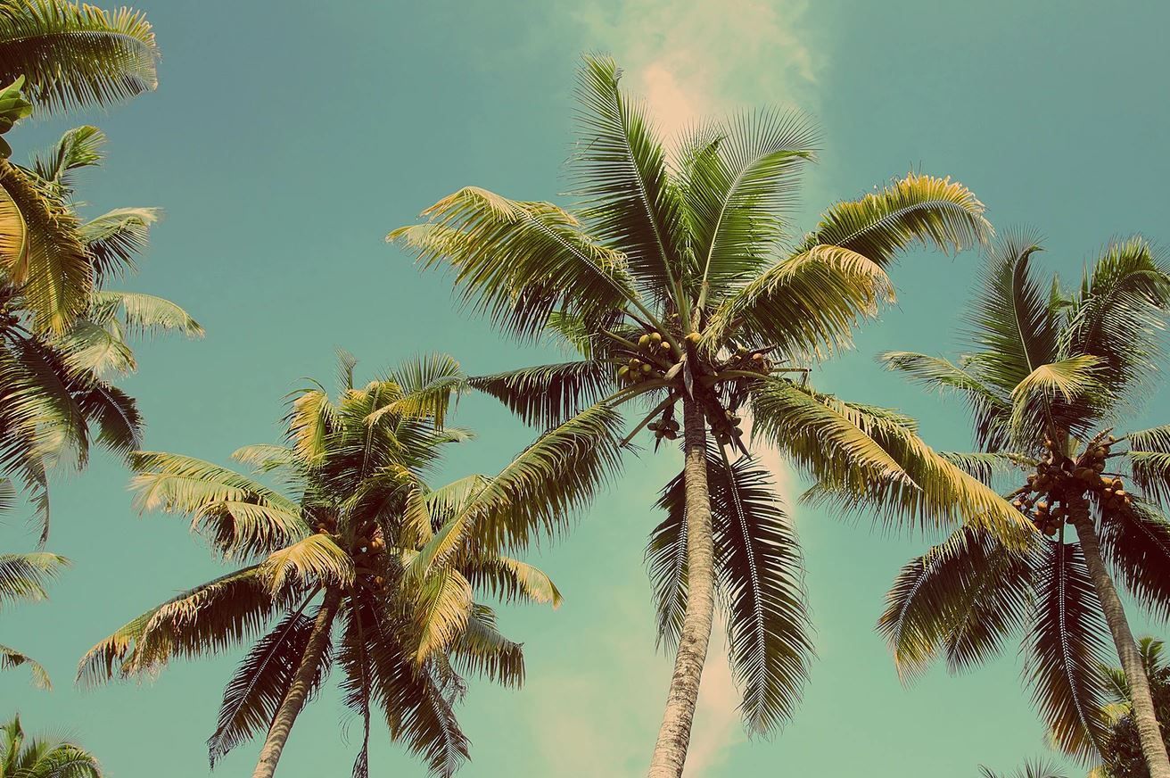 Palm trees with green fronds against a bright blue sky, sunlight filtering through.