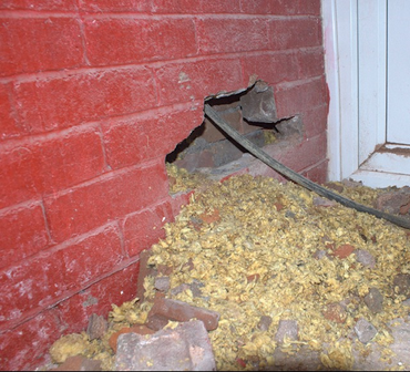 mold