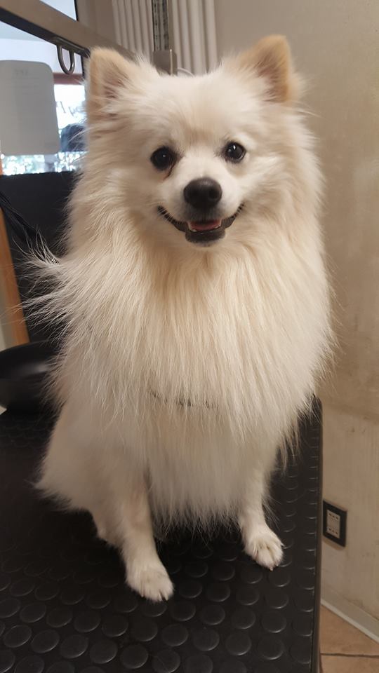 cane sorridente