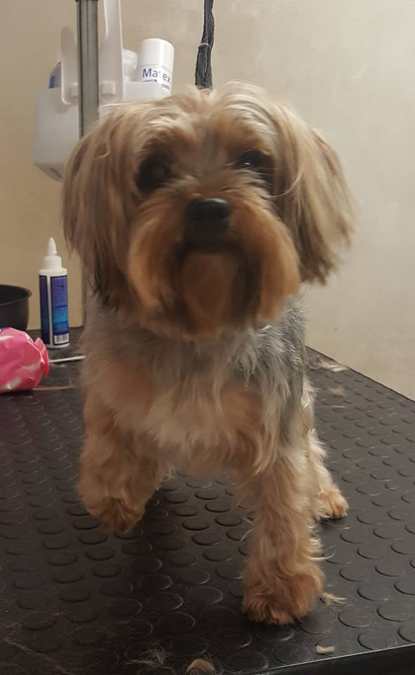cane pettinato