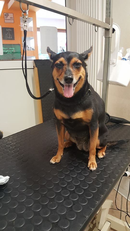 cane pettinato