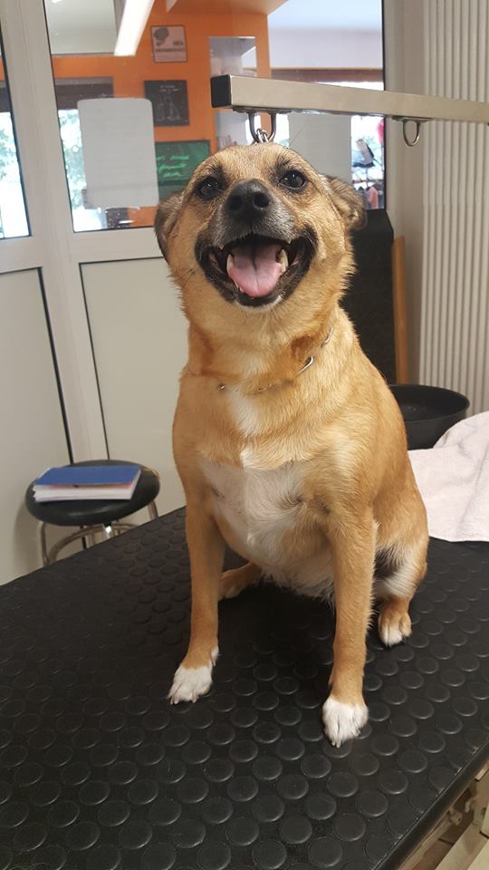 cane pettinato
