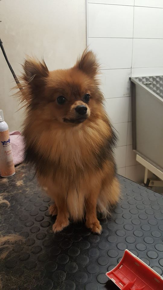 cane pettinato