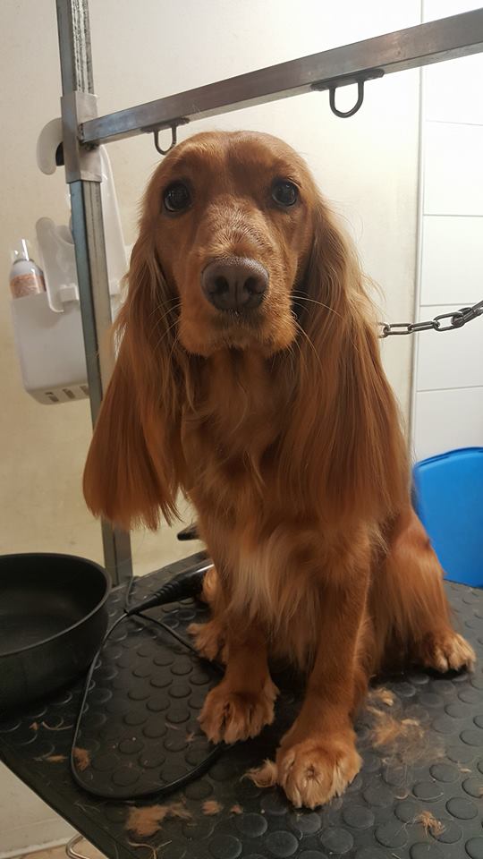 cane pettinato