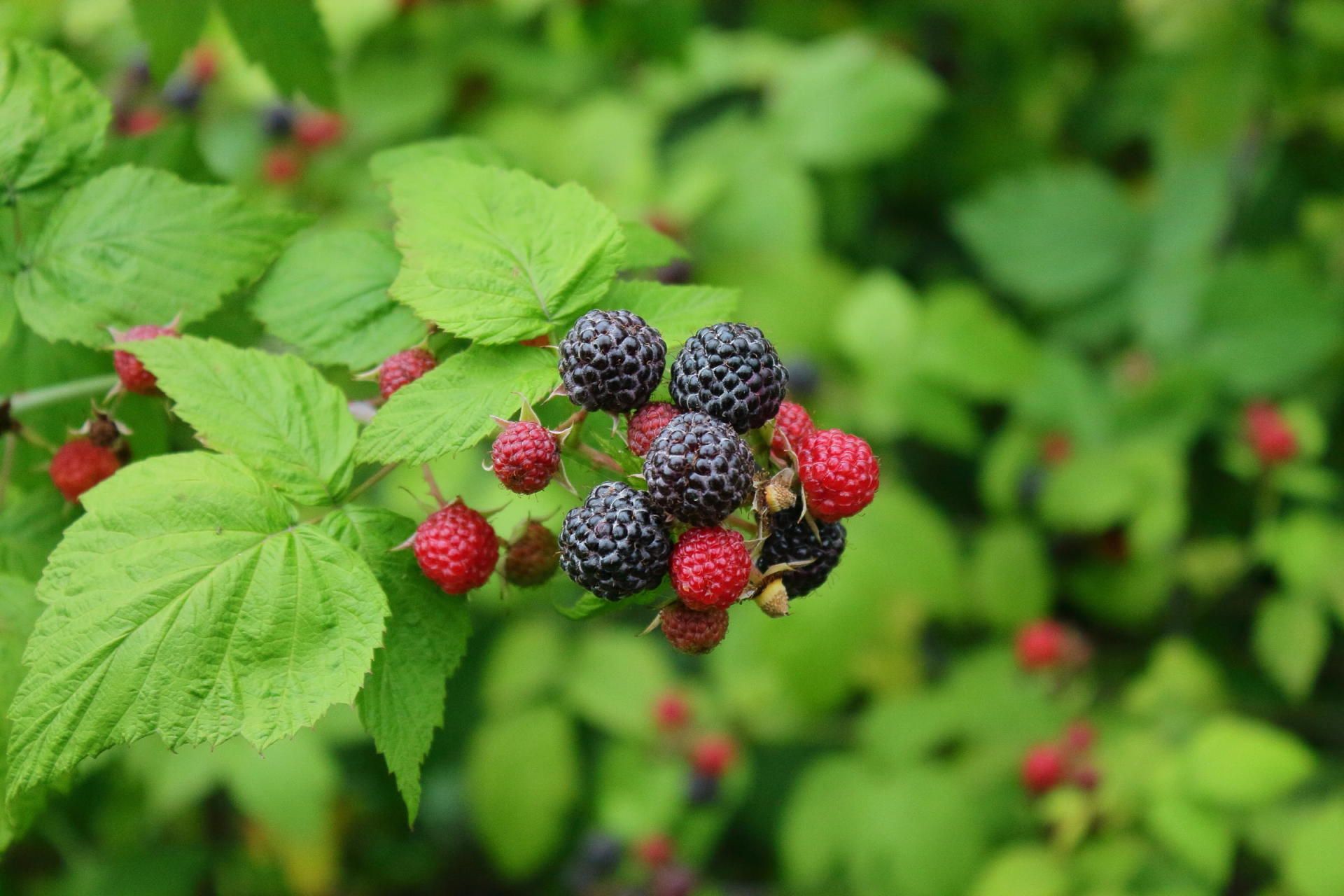 Edible Landscaping Options for CT
