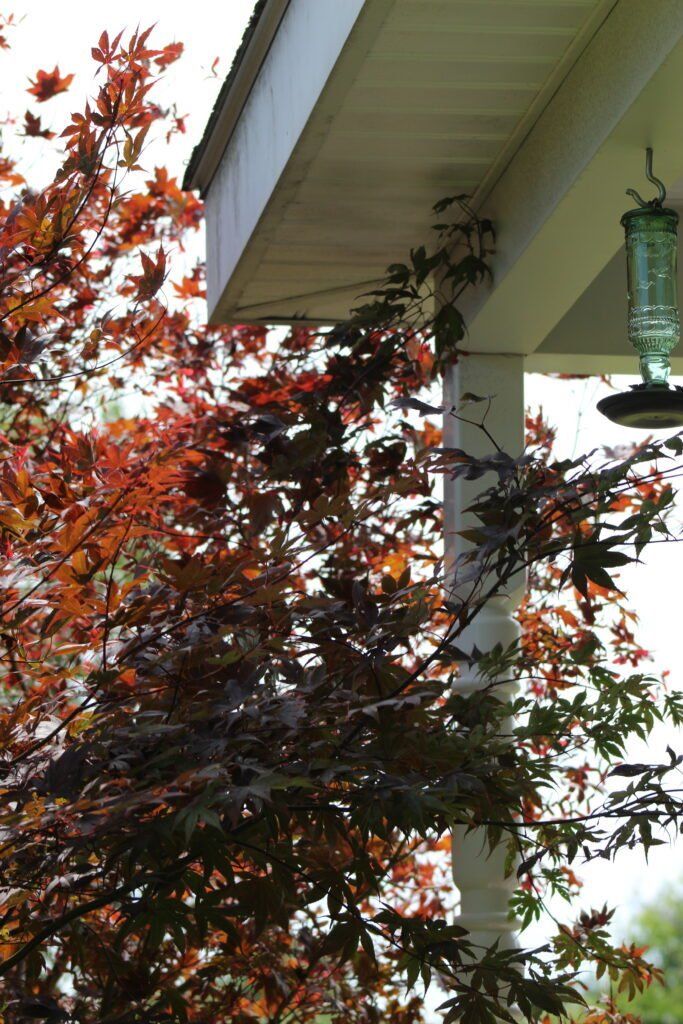 orange leaves
