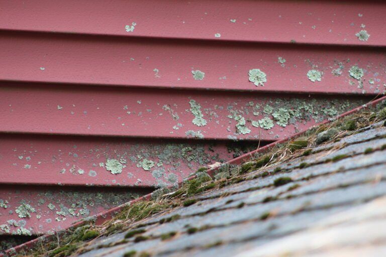 mold