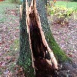 broken tree