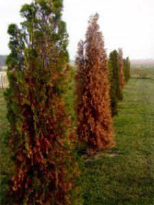 trees