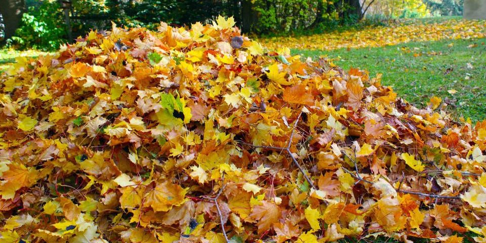 leaves