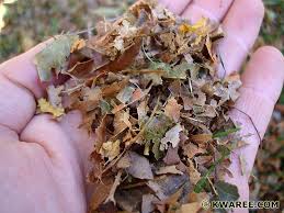 leaves