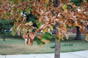 tree