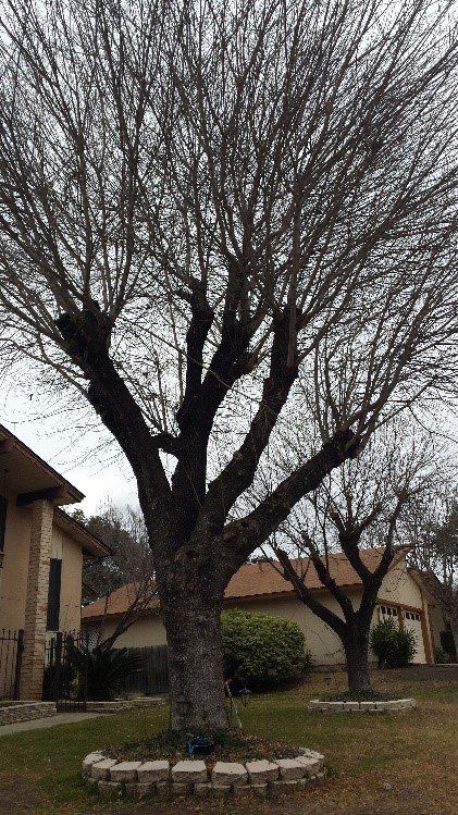 tree