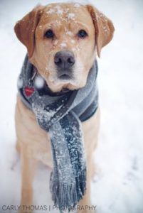 dog in snow