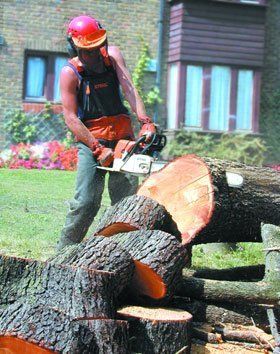 tree-surgeon-brighton-beechwood-tree-specialists-tree-surgery