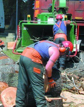 tree-surgeons-hove-beechwood-tree-specialists-tree-felling tree-surgeons-hove-beechwood-tree-specialists-tree-felling