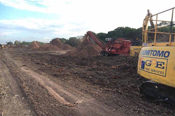 tree clearing in progress