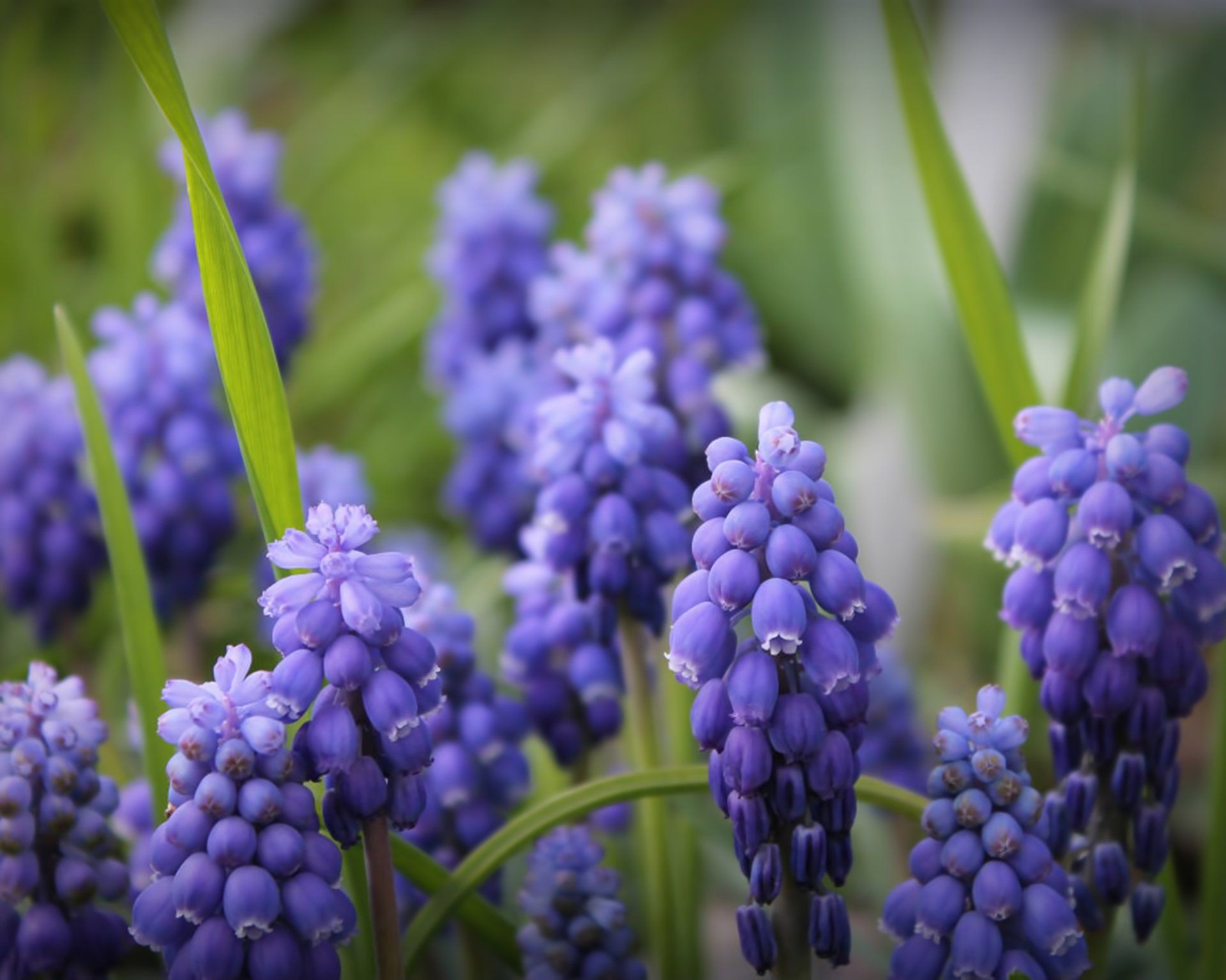 Violet Flowers — Coopersburg, PA — Tilley’s Nursery Inc.