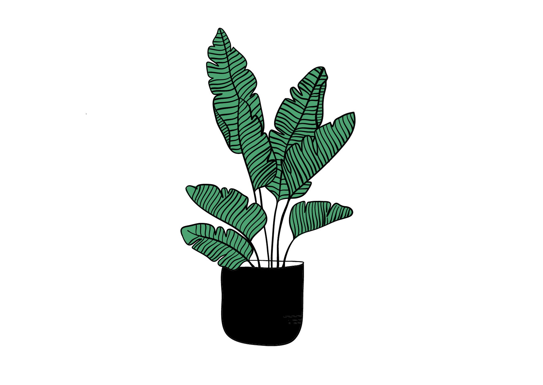 Potted green fern with patterned leaves in a black pot