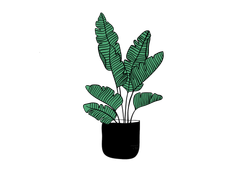 Potted green fern with patterned leaves in a black pot