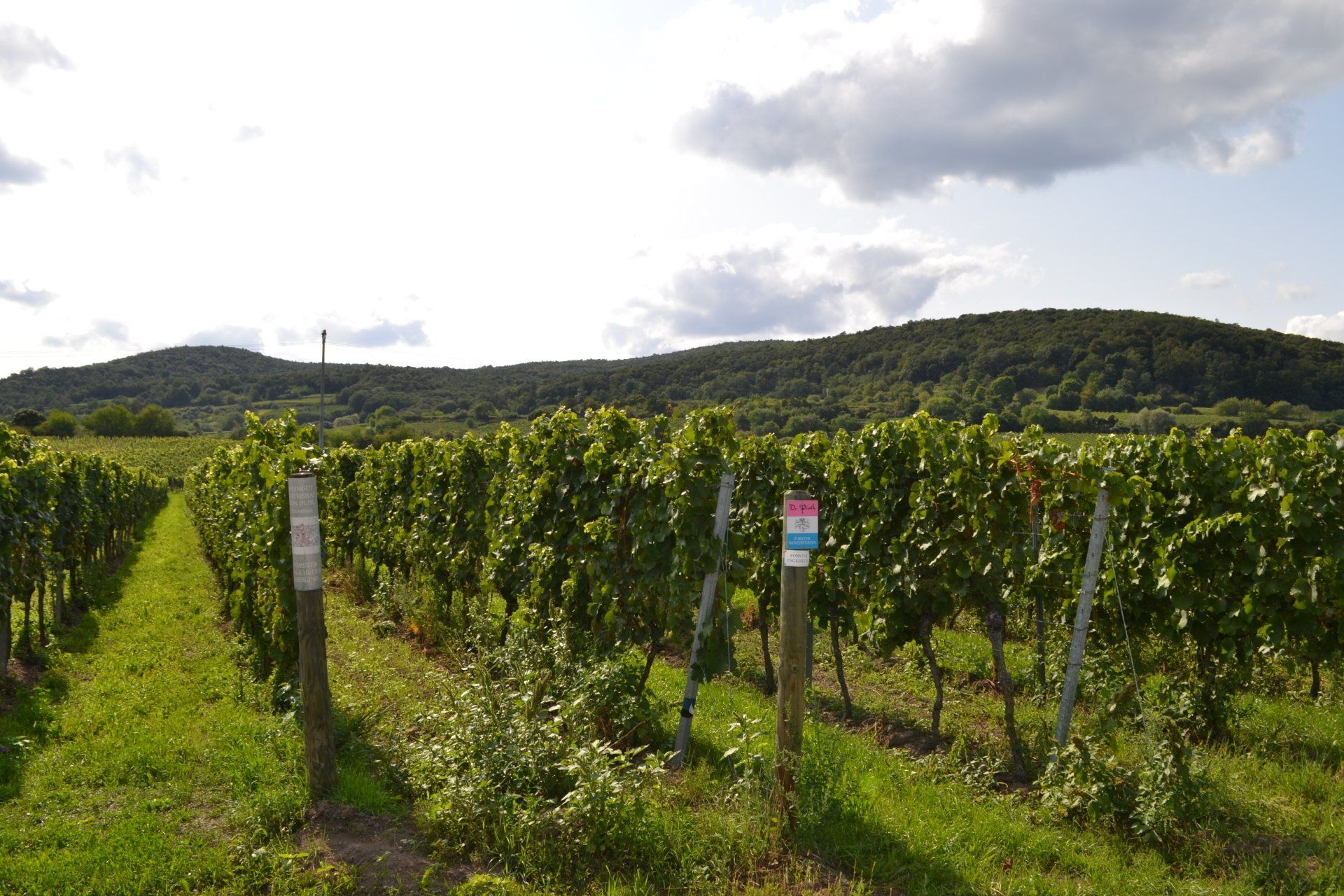 Forster Ungeheuer