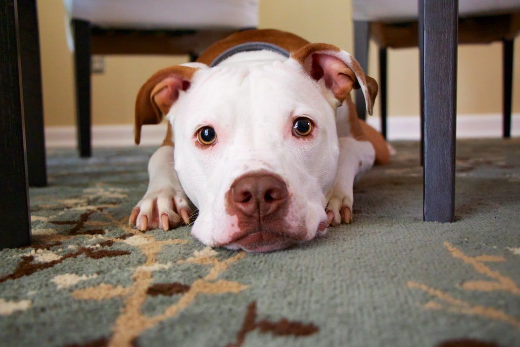 dog not listening