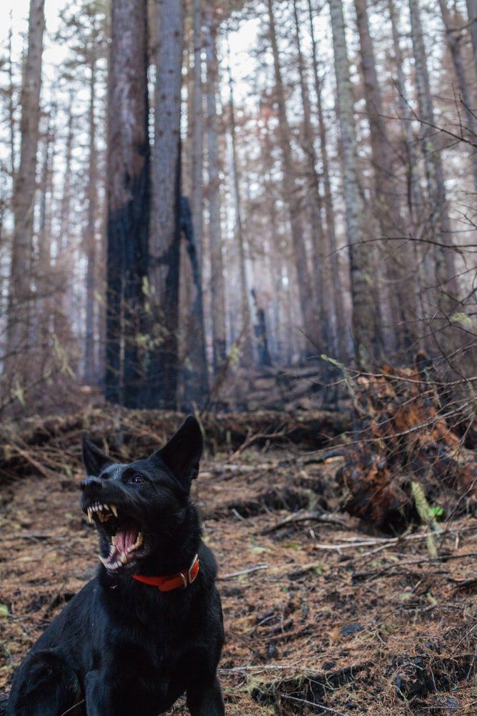 dog acting mean towards family