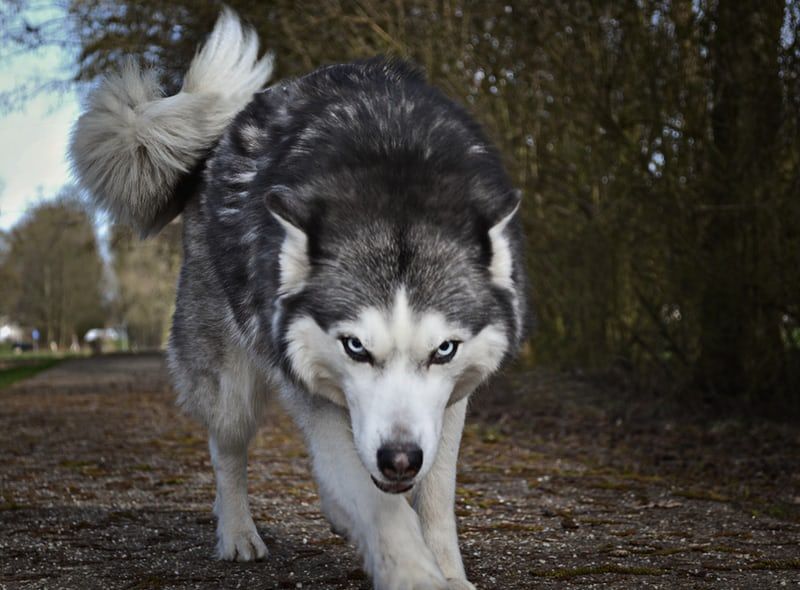 dog behavior modifications