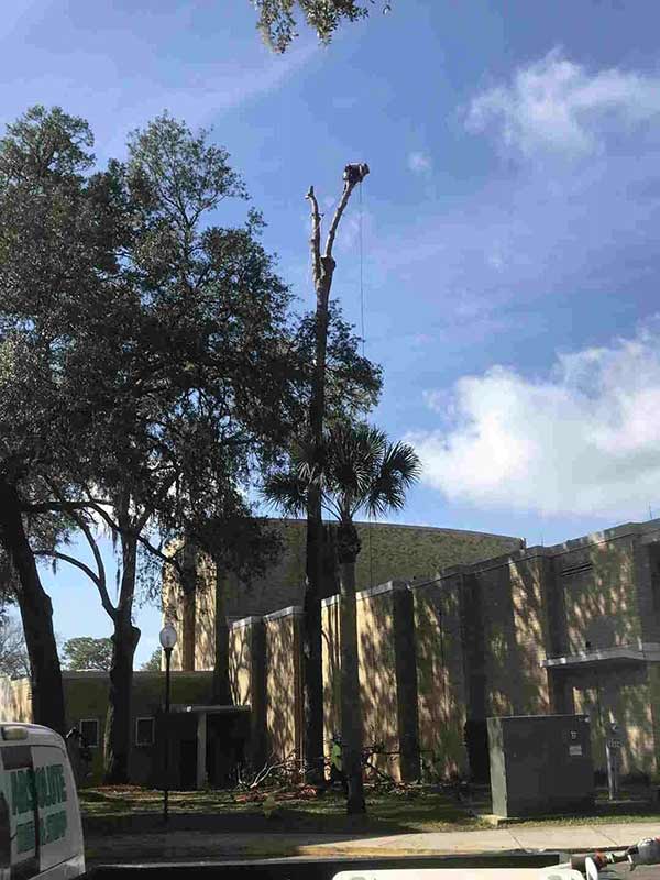View of Trees — Middleburg, FL — Absolute Tree and Stump Inc