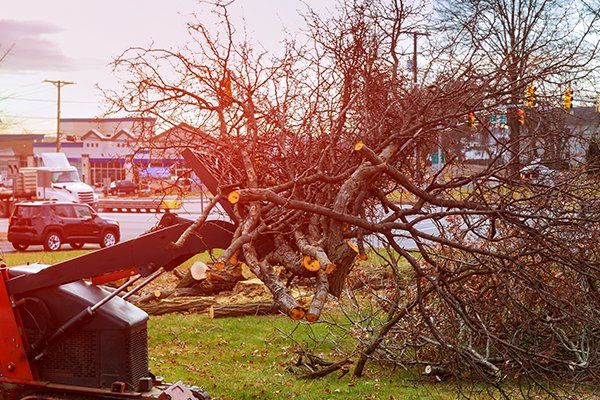 Tree Branches Placed for Chipping — Middleburg, FL — Absolute Tree and Stump Inc Tree Branches Placed for Chipping — Middleburg, FL — Absolute Tree and Stump Inc