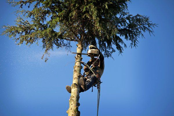 Arborist Cutting on Tree Top — Middleburg, FL — Absolute Tree and Stump Inc Arborist Cutting on Tree Top — Middleburg, FL — Absolute Tree and Stump Inc
