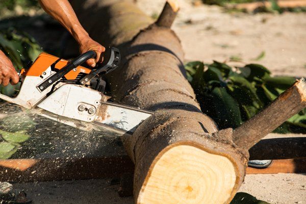 Cutting Tree Trunk from Storm Damage — Middleburg, FL — Absolute Tree and Stump Inc Cutting Tree Trunk from Storm Damage — Middleburg, FL — Absolute Tree and Stump Inc