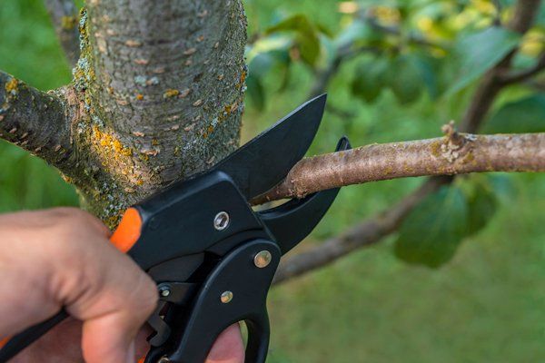 Pruning Branches — Middleburg, FL — Absolute Tree and Stump Inc Pruning Branches — Middleburg, FL — Absolute Tree and Stump Inc