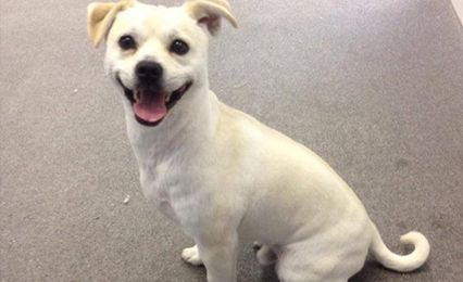 A small white dog sitting on the floor