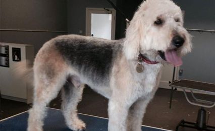 A freshly groomed dog